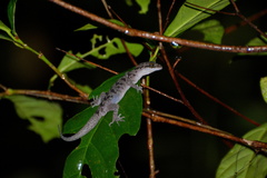 Cyrtodactylus cattienensis