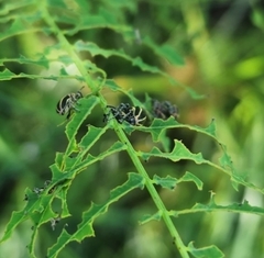 Eudiagogus