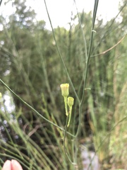 Chloracantha spinosa