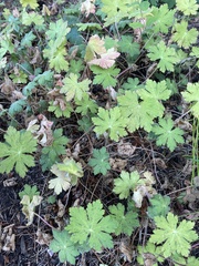 Geranium viscosissimum