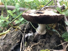 Agaricus