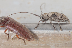 Sternidius mimeticus