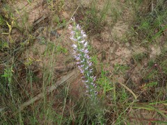 Liatris elegans elegans