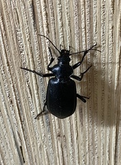 Calosoma peregrinator