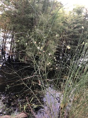 Chloracantha spinosa