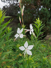 Oenothera lindheimeri