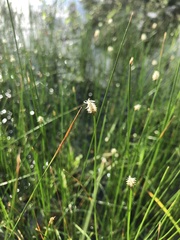 Eleocharis palustris