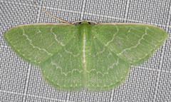 Synchlora aerata
