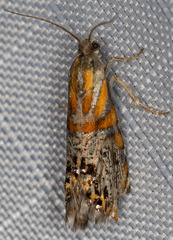 Thaumatographa regalis