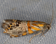 Thaumatographa regalis