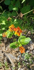 Lantana urticoides