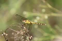 Erythrodiplax funerea