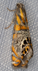 Thaumatographa regalis