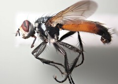 Cylindromyia pilipes