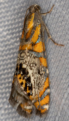 Thaumatographa regalis