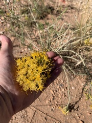 Chrysothamnus viscidiflorus