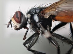 Cylindromyia pilipes