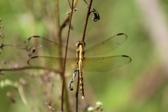 Erythrodiplax funerea