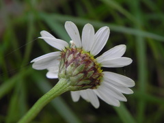 Tanacetum corymbosum achilleae