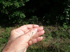 Kellochloa brachyantha