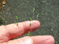 Kellochloa brachyantha