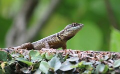 Tropidurus