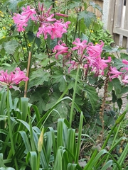 Nerine