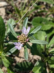 Sixalix atropurpurea