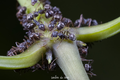 Dolichoderus thoracicus