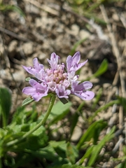 Sixalix atropurpurea