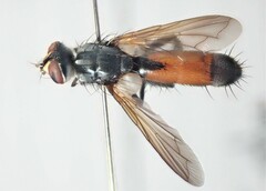Cylindromyia pilipes