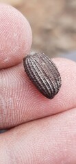 Tenebrionidae