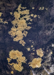 Steccherinum ochraceum