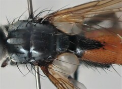 Cylindromyia pilipes