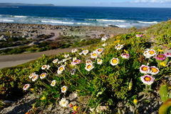 Felicia elongata
