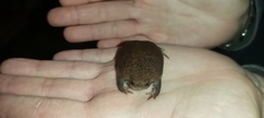 Breviceps verrucosus