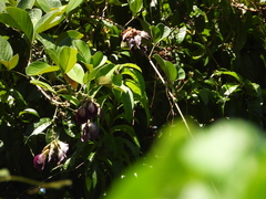 Clitoria arborescens