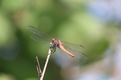 Libellula
