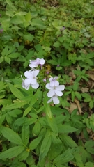Cardamine bulbifera