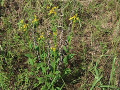 Verbesina helianthoides