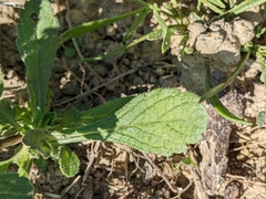 Sixalix atropurpurea