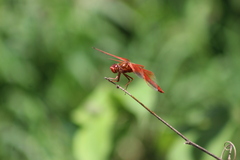 Libellula