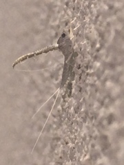 Ephemeroptera