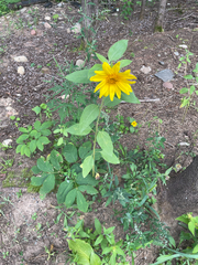 Asteraceae
