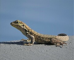 Leiocephalus carinatus