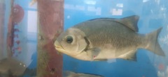 Girella laevifrons