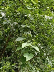 Dioscorea bulbifera