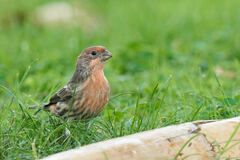 Haemorhous mexicanus