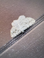 Ectropis crepuscularia