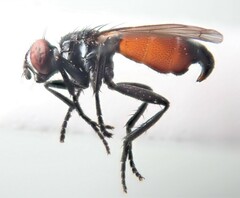 Cylindromyia pusilla